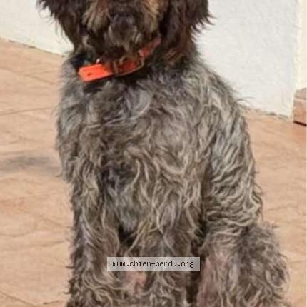 Photo 1/1 Ulysse Chien lost in St gildas des bois