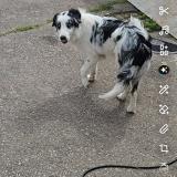 Picture of dog lost at Champ Le Duc