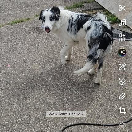 Photo 1/1 Vidoc Chien lost in Champ le duc