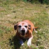 Picture of dog lost at Ganges