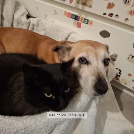 Photo 2/2 Lala Chien lost in Ganges