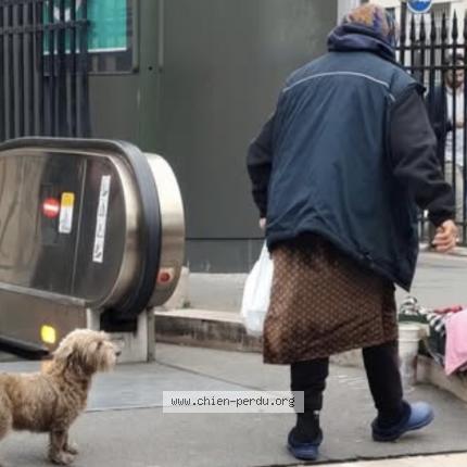 Photo 1/1 Found dog Found in Paris