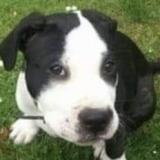 Picture of dog lost at Fakenham