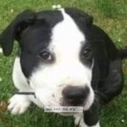 Photo 1/1 Sidney Chien lost in Fakenham