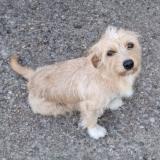 Picture of dog lost at Montmerle Sur Saone