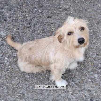 Photo 1/1 Carnage Chien lost in Montmerle sur saone