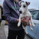 Picture of dog found at Villemomble