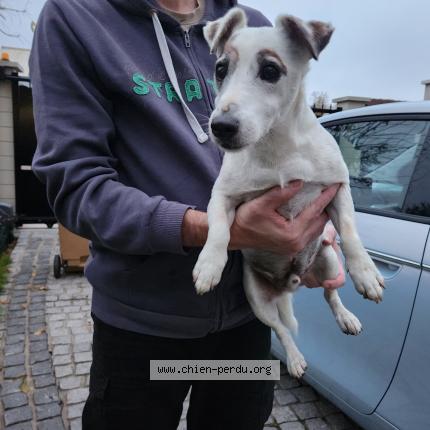 Photo 1/1 Found dog Found in Villemomble