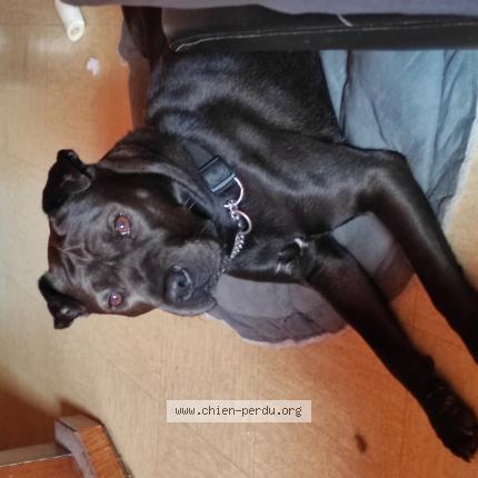 Photo 1/1 AKO Chien lost in Retournac