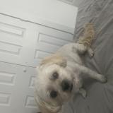 Picture of dog lost at Houston