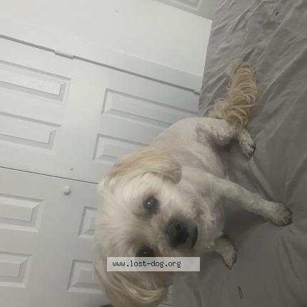 Photo 1/1 Lily Chien lost in Houston