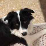 Picture of dog lost at Pourrain