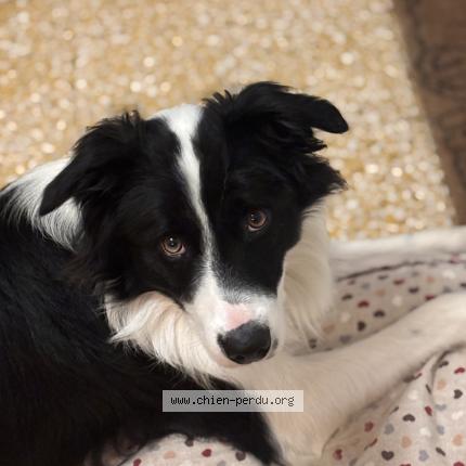 Photo 1/1 Venom Chien lost in Pourrain