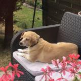 Picture of dog lost at Houdain