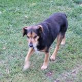 Picture of dog lost at Ecuelin