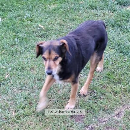 Photo 1/1 MARLEY Chien lost in Ecuelin