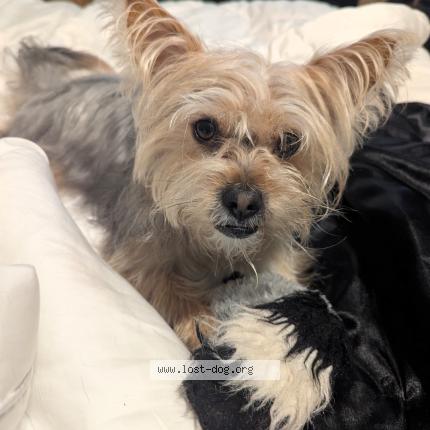 Photo 1/1 Reunited dog Lost in Vista