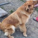 Picture of dog lost at Larroque