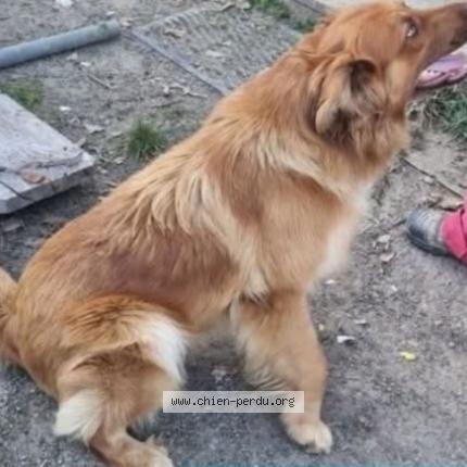 Photo 1/1 Tobby Chien lost in Larroque