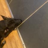 Picture of dog found at Paris