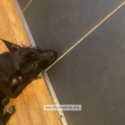 Photo 1/1 Found dog Found in Paris