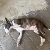 Picture of dog lost at Droux