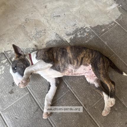 Photo 1/1 Viper Chien lost in Droux