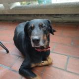 Picture of dog found at Toulouse