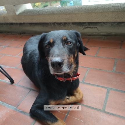 Photo 1/1 Found dog Found in Toulouse