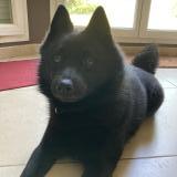 Picture of dog lost at Ormesson Sur Marne