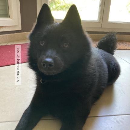 Photo 1/1 Garch Chien lost in Ormesson sur marne