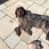 Picture of dog lost at Ambon