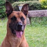 Picture of dog lost at Sougy Sur Loire