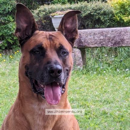 Photo 1/1 Loki Chien lost in Sougy sur loire