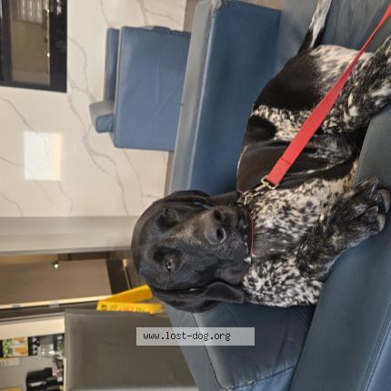 Photo 1/1 Reunited dog Lost in London