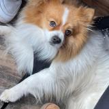 Picture of dog lost at Aubais