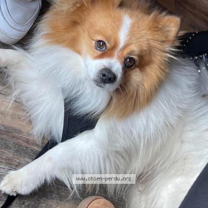 Photo 1/1 Paco Dog lost in Aubais