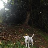 Picture of dog lost at Redoute