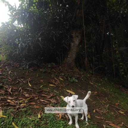 Photo 1/1 Stitch Chien lost in Redoute