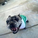 Picture of dog lost at Bakersfield