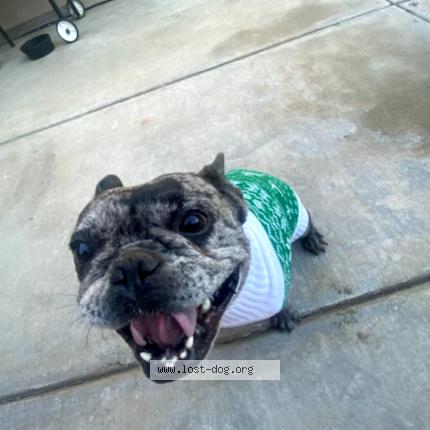 Photo 1/1 Yoshi Chien lost in Bakersfield