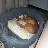 Picture of dog found at Villeneuvette