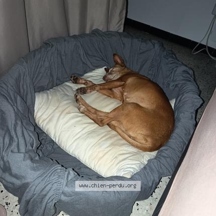 Photo 1/1 Found dog Found in Villeneuvette