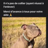 Picture of dog lost at Garchizy