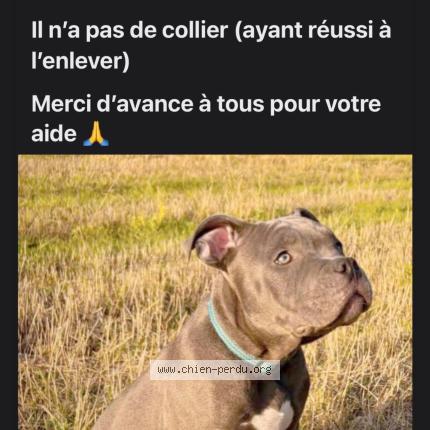 Photo 1/1 Arès Chien lost in Garchizy