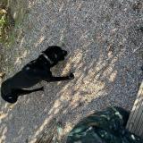 Picture of dog found at Nissan Lez Enserunes