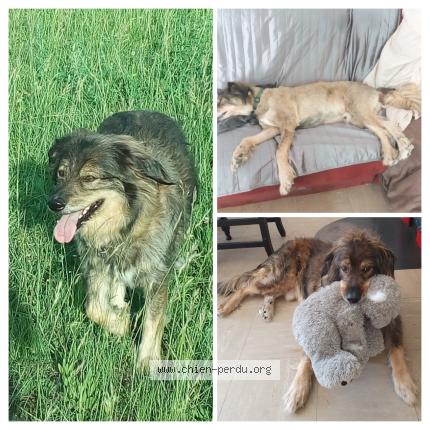 Photo 1/1 P&eacute;p&egrave;re Chien lost in Lapradelle puilaurens