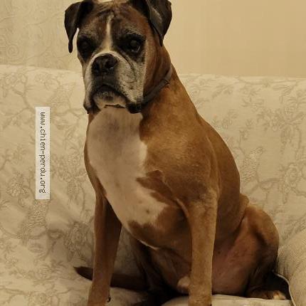 Foto 1/1 Hond teruggevonden Vermist in Sart Dames Avelines 1495