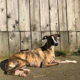 Picture of dog lost at Vincennes