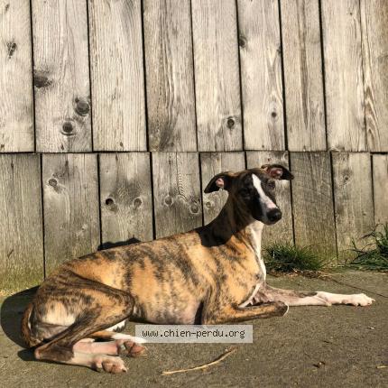 Photo 1/1 Sissi Chien lost in Vincennes